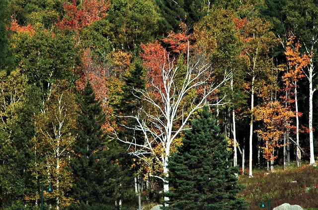 autumn leaves